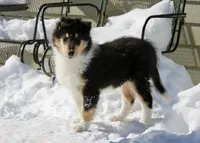 Larry, a male Collie for sale in Voluntown, CT – Photo 8 of 8