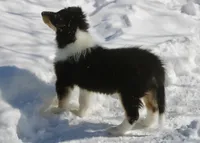 Larry, a male Collie for sale in Voluntown, CT – Photo 7 of 8