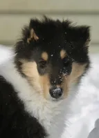 Larry, a male Collie for sale in Voluntown, CT – Photo 1 of 8