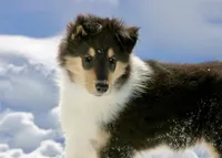 Larry, a male Collie for sale in Voluntown, CT – Photo 6 of 8