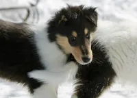 Larry, a male Collie for sale in Voluntown, CT – Photo 4 of 8