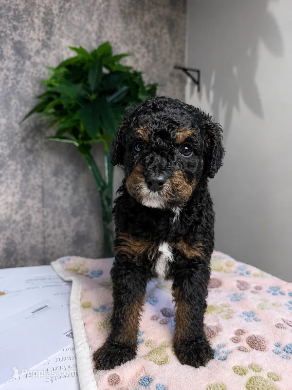 Prince – Cavapoo puppy for sale in Atlanta, GA