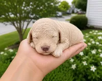 Joey, a female Cavapoo for sale in Atlanta, GA – 1 of 1