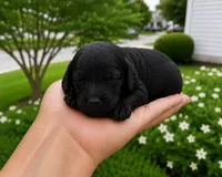 Vincent, a male Cavapoo for sale in Atlanta, GA – 1 of 1