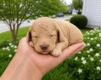 Joelle, a female Cavapoo for sale in Atlanta, GA – 1 of 1