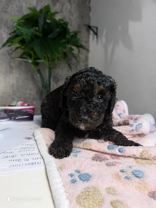Rose – Cavapoo puppy for sale in Atlanta, GA