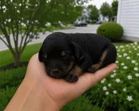 Prince, a male Cavapoo for sale in Atlanta, GA – 1 of 1