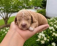 Kym, a female Cavapoo for sale in Atlanta, GA – 1 of 1