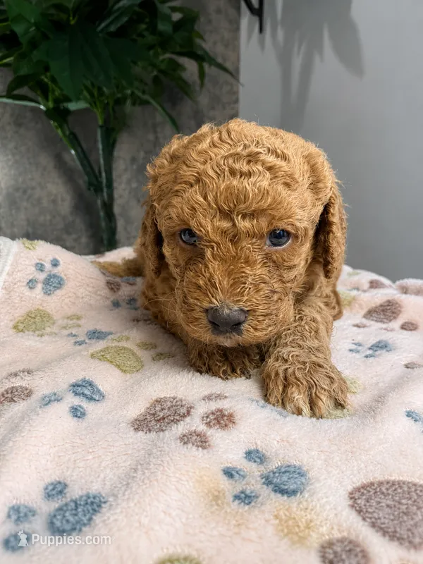 Kam – Cavapoo puppy for sale in Atlanta, GA