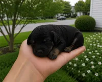 Rose, a female Cavapoo for sale in Atlanta, GA – 1 of 1