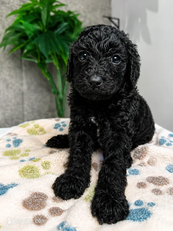 Star – Cavapoo puppy for sale in Atlanta, GA