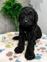Star, a female Cavapoo for sale in Atlanta, GA – 1 of 1