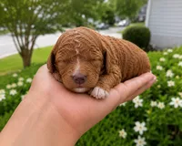 Tristian, a male Cavapoo for sale in Atlanta, GA – 1 of 1