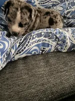 Oreo, a male American Bully for sale in Jacksonville, FL – 4 of 5
