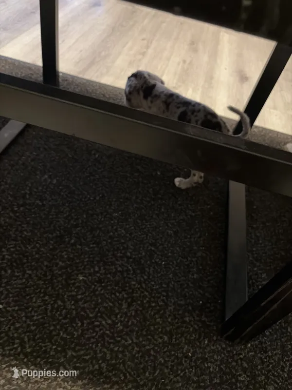 Oreo – American Bully puppy for sale in Jacksonville, FL