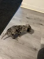 Oreo, a male American Bully for sale in Jacksonville, FL – 3 of 5