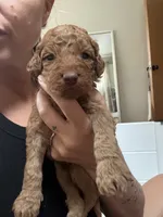 Choco Red female , a female Goldendoodle for sale in Grayslake, IL – 2 of 2