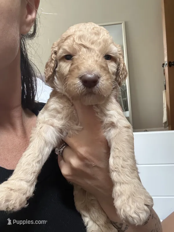 Blonde and white female  – Goldendoodle puppy for sale in Grayslake, IL