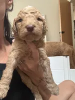Golden Male , a male Goldendoodle for sale in Grayslake, IL – 2 of 2