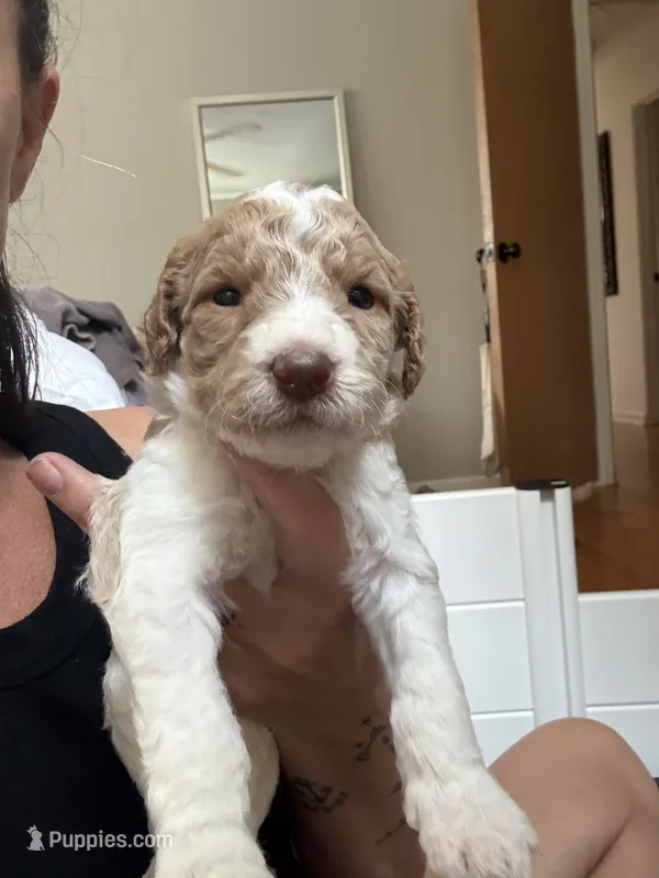 Parti Girl  – Goldendoodle puppy for sale in Grayslake, IL