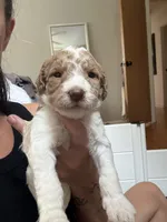 Parti Girl , a female Goldendoodle for sale in Grayslake, IL – 1 of 3