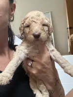 Blonde and white female , a female Goldendoodle for sale in Grayslake, IL – 3 of 3