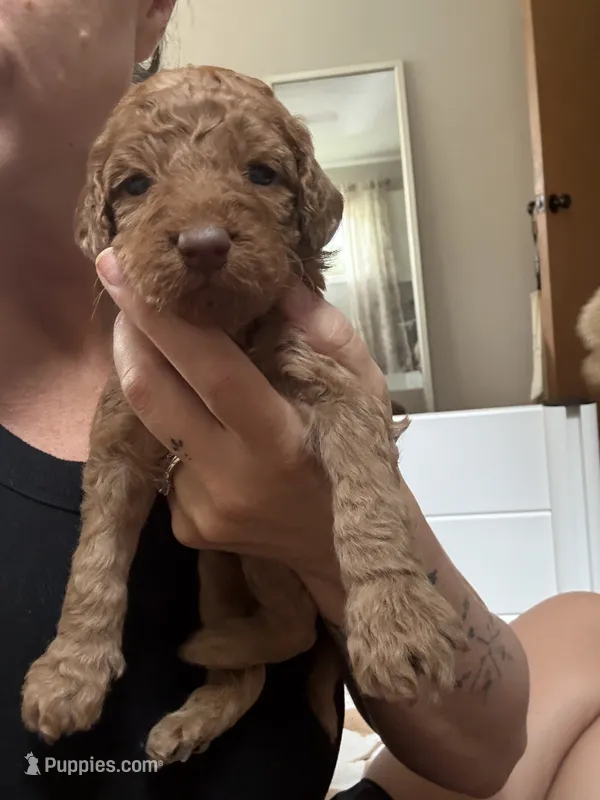 Choco Red female  – Goldendoodle puppy for sale in Grayslake, IL