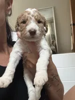 Parti Girl , a female Goldendoodle for sale in Grayslake, IL – 2 of 3