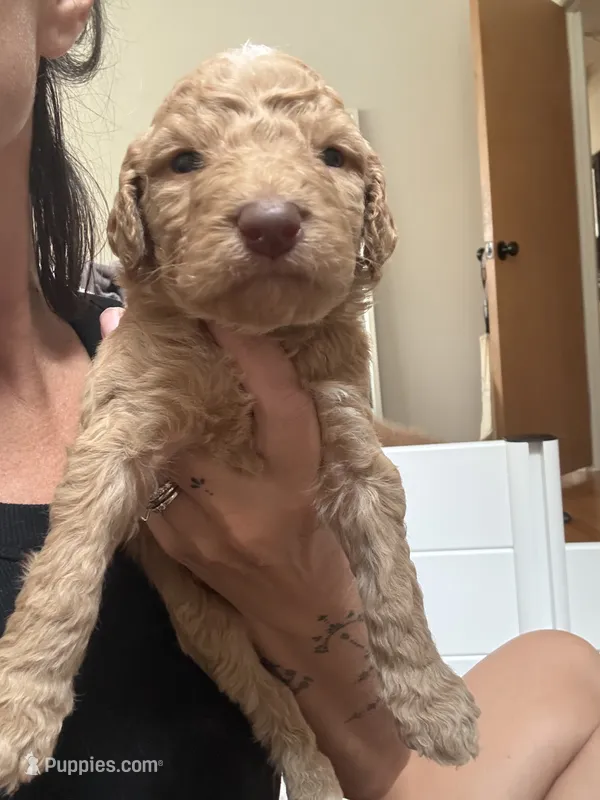 Golden Male  – Goldendoodle puppy for sale in Grayslake, IL