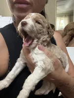 Parti Girl , a female Goldendoodle for sale in Grayslake, IL – 3 of 3