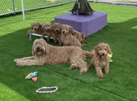 Blue, a male Goldendoodle for sale in Terre Haute, IN – 2 of 2