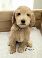 Green, a male Goldendoodle for sale in Terre Haute, IN – 1 of 3