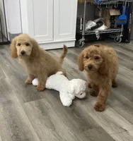 Red, a female Goldendoodle for sale in Terre Haute, IN – 3 of 3