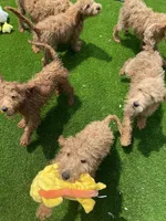 Green, a male Goldendoodle for sale in Terre Haute, IN – 3 of 3