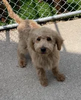 Blue, a male Goldendoodle for sale in Terre Haute, IN – 1 of 2