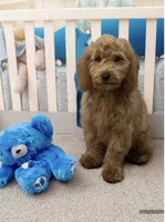 Purple, a male Goldendoodle for sale in Terre Haute, IN – 1 of 2