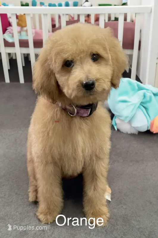 Orange – Goldendoodle puppy for sale in Terre Haute, IN