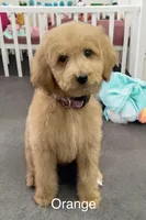 Orange, a male Goldendoodle for sale in Terre Haute, IN – 1 of 3