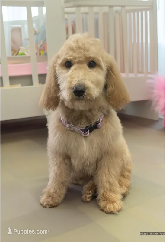 Red – Goldendoodle puppy for sale in Terre Haute, IN