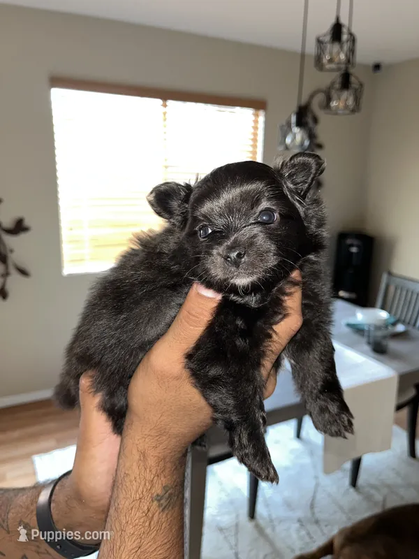 Trouble  – Pomeranian puppy for sale in Buckeye, AZ