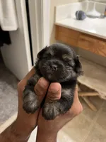 Zuki, a male Pomeranian for sale in Buckeye, AZ – 3 of 4