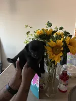 Minnie, a female Pomeranian for sale in Buckeye, AZ – 3 of 4