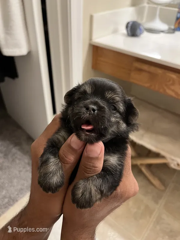 Zuki – Pomeranian puppy for sale in Buckeye, AZ