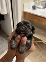 Zuki, a male Pomeranian for sale in Buckeye, AZ – 1 of 4