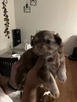 Baby, a female Pomeranian for sale in Buckeye, AZ – 2 of 4