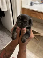 Zuki, a male Pomeranian for sale in Buckeye, AZ – 2 of 4