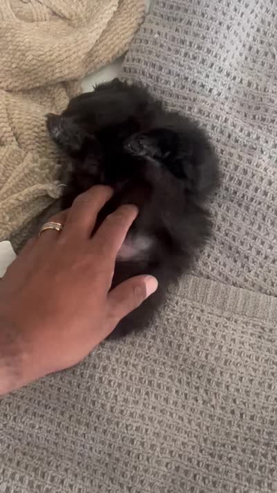 Trouble , a male Pomeranian for sale in Buckeye, AZ – 4 of 4