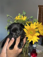 Minnie, a female Pomeranian for sale in Buckeye, AZ – 4 of 4