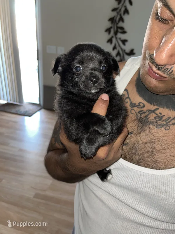 Minnie, a female Pomeranian for sale in Buckeye, AZ – 1 of 4