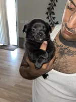 Minnie, a female Pomeranian for sale in Buckeye, AZ – 1 of 4